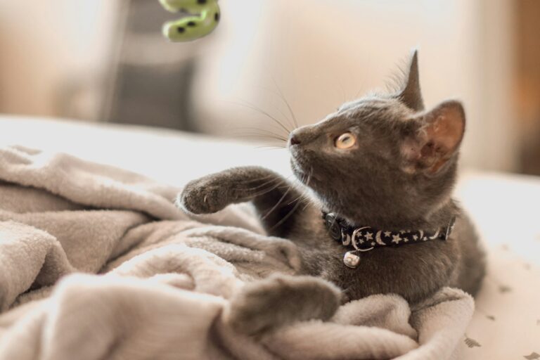 chat qui joue