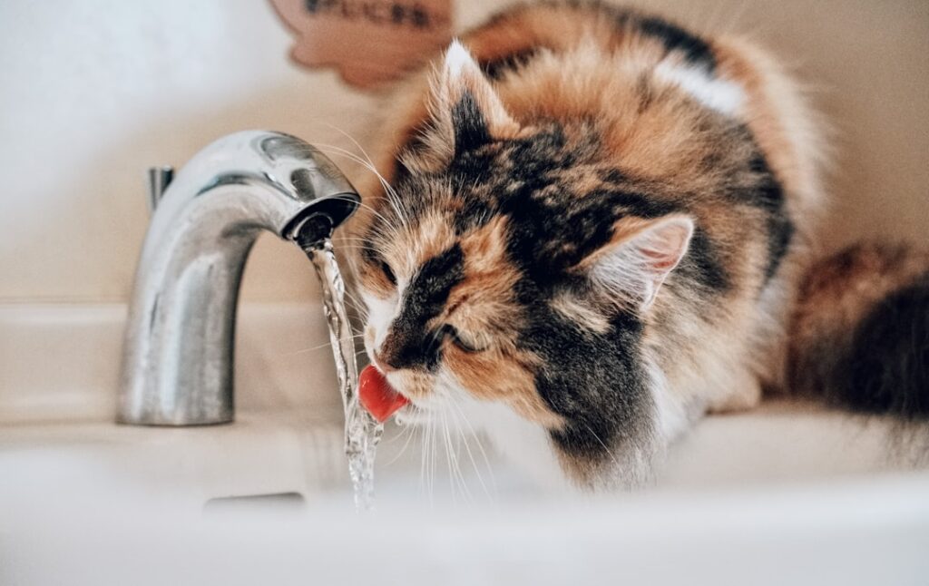 hydratation chat