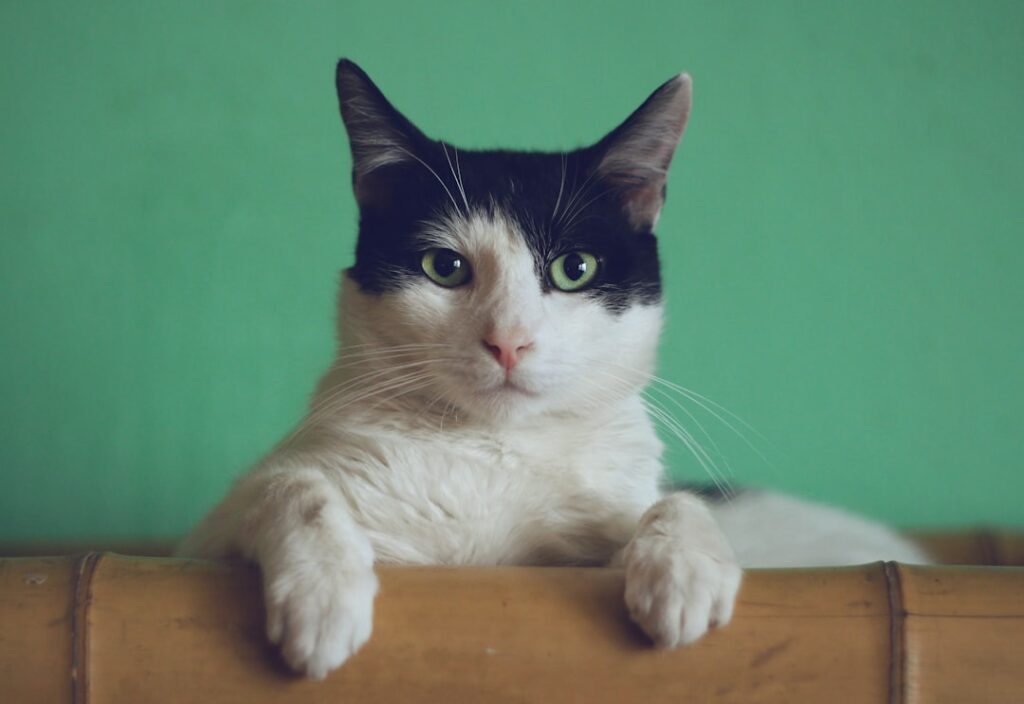mordille chat
