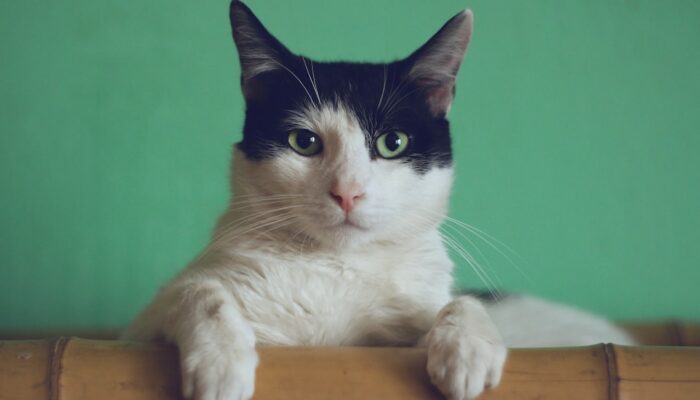 mordille chat