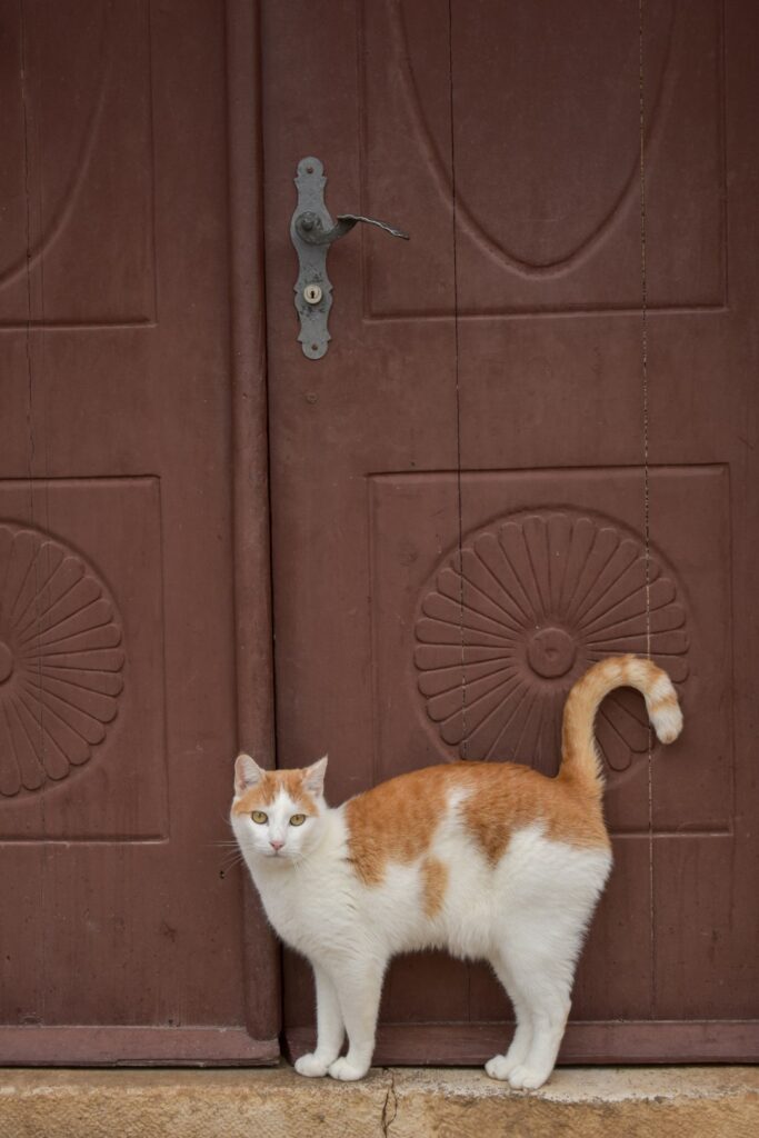 queue de chat