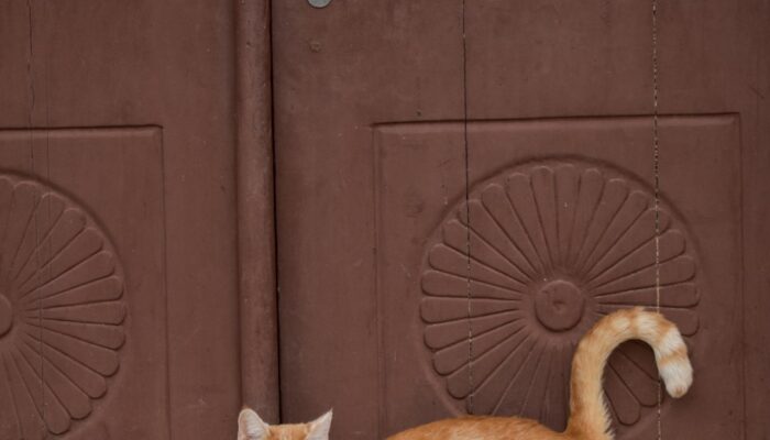 queue de chat