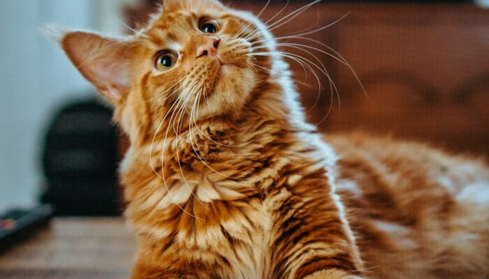 chat heureux