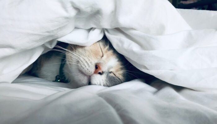chat dort