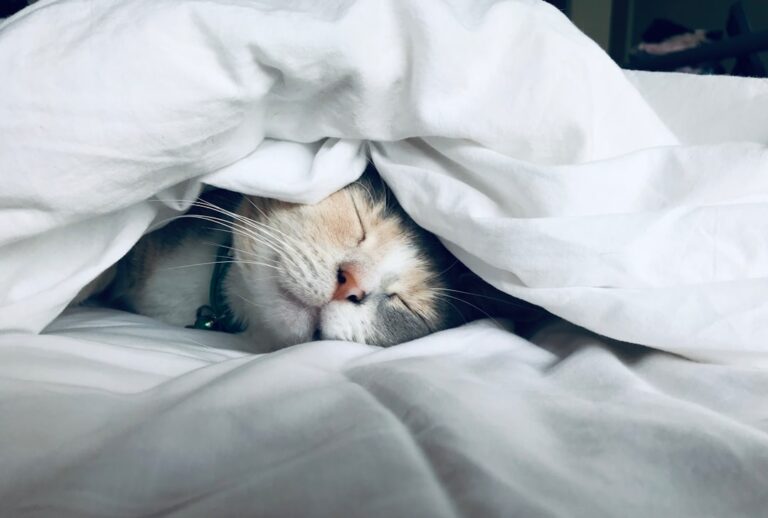 chat dort